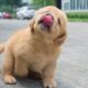 Funniest & Cutest Golden Retriever Puppies - 30 Minutes of Funny Puppy Videos 2022 #12