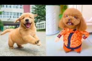 Funniest & Cutest Puppies #2 - Funny Puppy Videos 2020