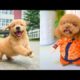 Funniest & Cutest Puppies #2 - Funny Puppy Videos 2020