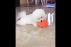 Funniest & Cutest Puppies - Funny Puppy Videos BaBy Animals | Dog Are Awesome