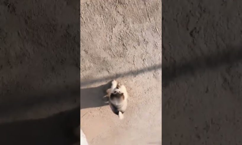 Funniest and Cutest Puppies, Funny Puppy ❤️🐈🐕🥰🥰 Video 2022 Ep 297