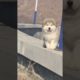 Funniest and Cutest Puppies, Funny Puppy Video 2022 Ep1011