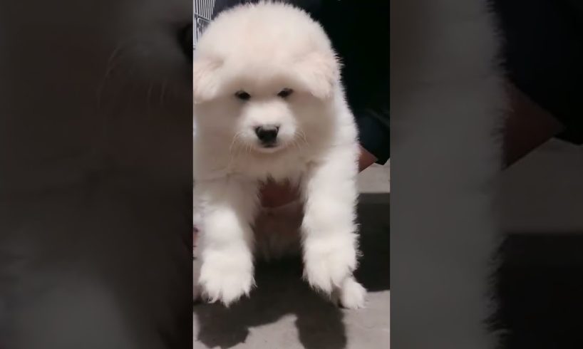 Funniest and Cutest Puppies, Funny Puppy Video 2022 Ep1013
