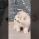 Funniest and Cutest Puppies, Funny Puppy Video 2022 Ep1014