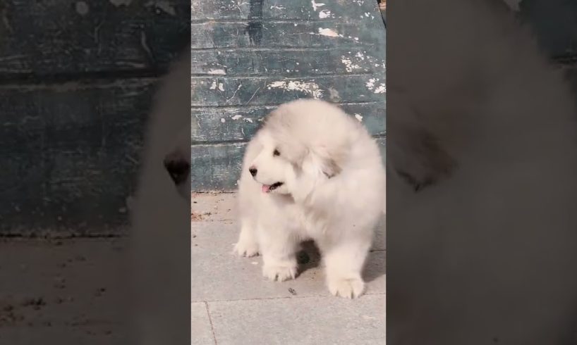 Funniest and Cutest Puppies, Funny Puppy Video 2022 Ep1014