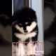 Funniest and Cutest Puppies, Funny Puppy Video 2022 Ep1035