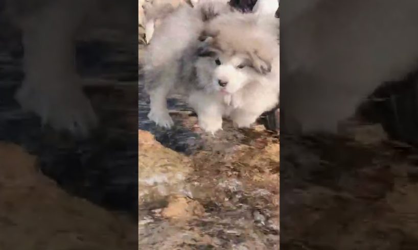 Funniest and Cutest Puppies, Funny Puppy Video 2022 Ep1044
