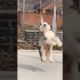 Funniest and Cutest Puppies, Funny Puppy Video 2022 Ep1045