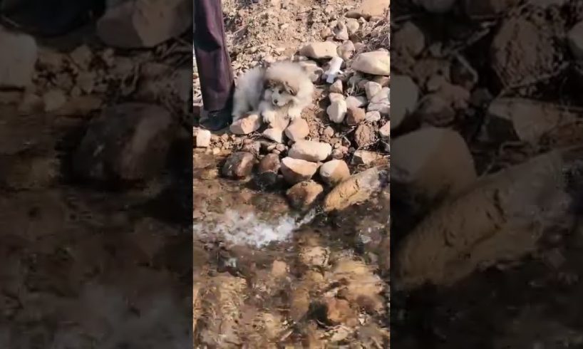 Funniest and Cutest Puppies, Funny Puppy Video 2022 Ep1053