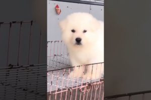 Funniest and Cutest Puppies, Funny Puppy Video 2022 Ep540