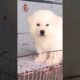 Funniest and Cutest Puppies, Funny Puppy Video 2022 Ep540