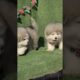 Funniest and Cutest Puppies, Funny Puppy Video 2022 Ep616