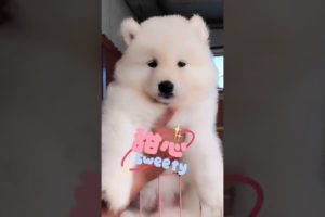 Funniest and Cutest Puppies, Funny Puppy Video 2022 Ep665