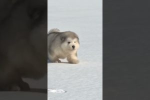 Funniest and Cutest Puppies, Funny Puppy Video 2022 Ep711