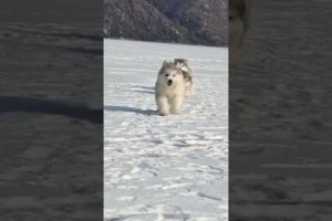Funniest and Cutest Puppies, Funny Puppy Video 2022 Ep756