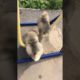 Funniest and Cutest Puppies, Funny Puppy Video 2022 Ep789
