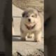 Funniest and Cutest Puppies, Funny Puppy Video 2022 Ep796