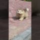 Funniest and Cutest Puppies, Funny Puppy Video 2022 Ep797