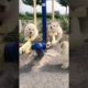 Funniest and Cutest Puppies, Funny Puppy Video 2022 Ep808