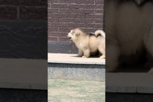 Funniest and Cutest Puppies, Funny Puppy Video 2022 Ep815