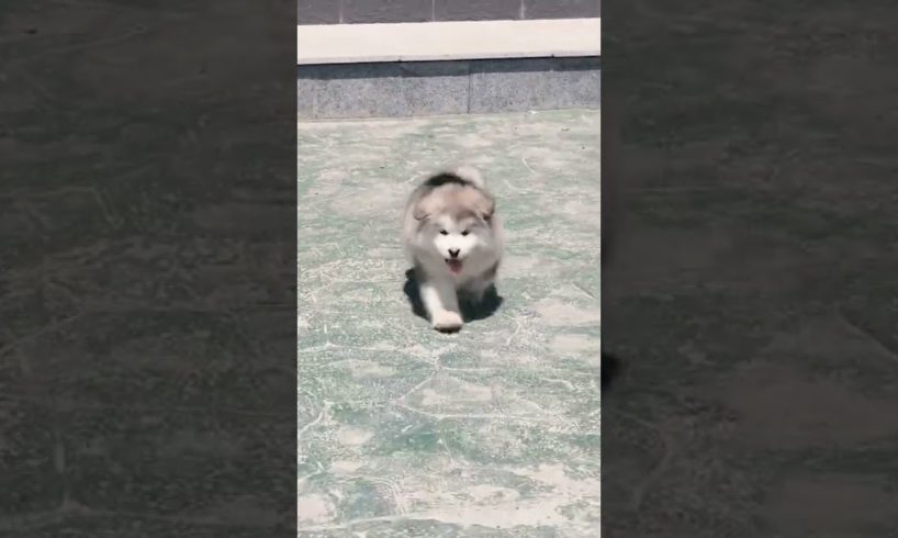 Funniest and Cutest Puppies, Funny Puppy Video 2022 Ep858