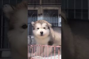 Funniest and Cutest Puppies, Funny Puppy Video 2022 Ep865