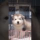 Funniest and Cutest Puppies, Funny Puppy Video 2022 Ep865