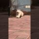 Funniest and Cutest Puppies, Funny Puppy Video 2022 Ep929