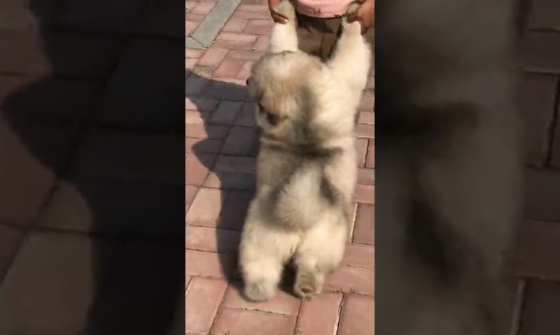 Funniest and Cutest Puppies, Funny Puppy Video 2022 Ep988