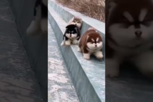 Funniest and cutest puppies #shorts