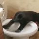 Funny Annoying and Troublemaking Animals 🙀🐶 [Funny Pets]