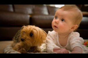 Funny Baby Playing With Dog Compilation | Fact Animals |