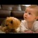 Funny Baby Playing With Dog Compilation | Fact Animals |
