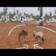 Funny Beautiful goats/ Angry goats / Animal fights 2022 / Funny animals 2022 compilation
