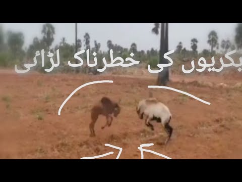 Funny Beautiful goats/ Angry goats / Animal fights 2022 / Funny animals 2022 compilation