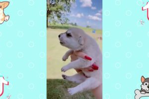 Funny Dogs of Tiktok Cutest Puppies Compilation ep02