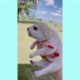 Funny Dogs of Tiktok Cutest Puppies Compilation ep02