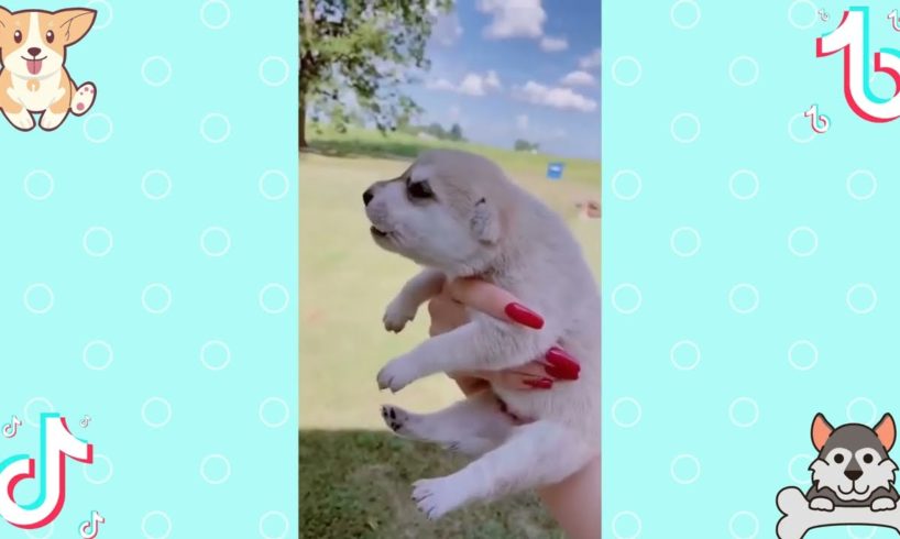 Funny Dogs of Tiktok Cutest Puppies Compilation ep02