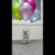 Funny and Cute Pomeranian  | Cutest Puppies