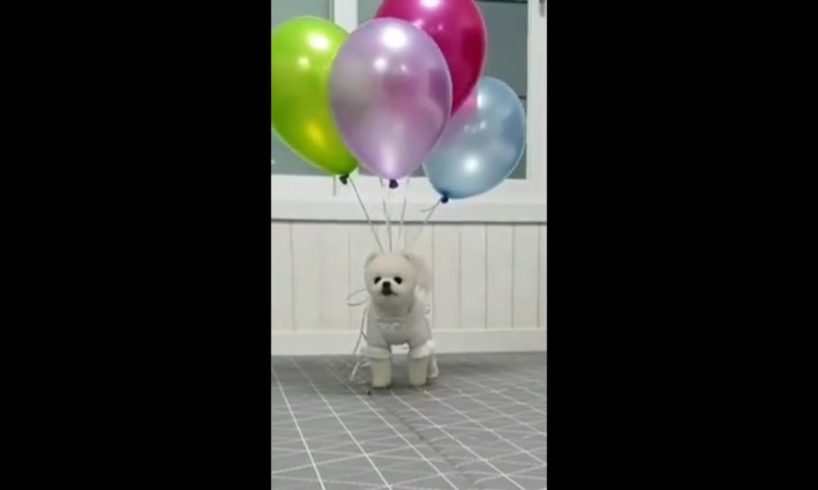 Funny and Cute Pomeranian | Cutest Puppies