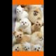 Funny and Cute Pomeranian | Cutest Puppies #shorts
