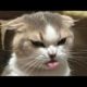 Funny animals - Funny cats / dogs - Funny animal videos 215