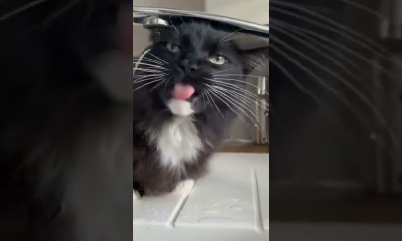 Funny cats playing 🥰😺🐈#pawzanimals#shorts.