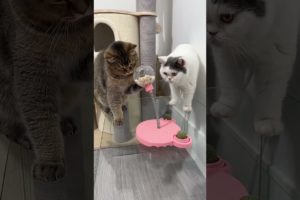 Funny cats playing with toys...#shorts #funnykittens #catslover #pets #catsfighting
