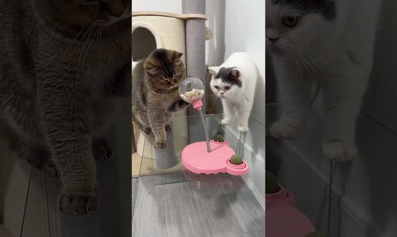 Funny cats playing with toys...#shorts #funnykittens #catslover #pets #catsfighting