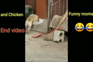 Funny dog and Chicken video 2022,Best funny animals😂playing dead on finger🤣shot#AnimalsWorld#youtube