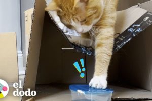Gato que ama los envases de comida más que nada recibe una entrega especial | Cat Crazy | El Dodo