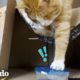 Gato que ama los envases de comida más que nada recibe una entrega especial | Cat Crazy | El Dodo