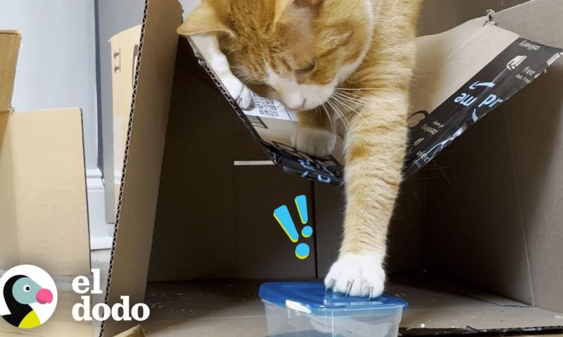 Gato que ama los envases de comida más que nada recibe una entrega especial | Cat Crazy | El Dodo