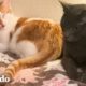 Gato se enamora de un gato callejero que aparece afuera | Cat Crazy | El Dodo